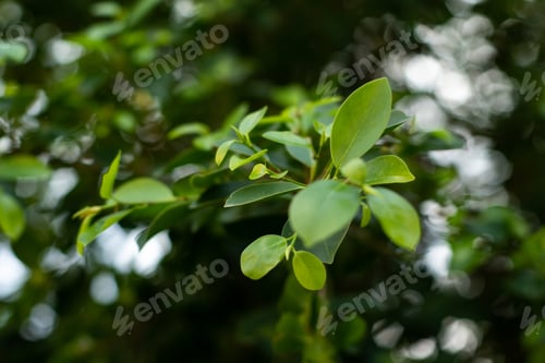 Preview: A green branch in close-up on a blurry green background. Desktop wallpapers. Summer background.
