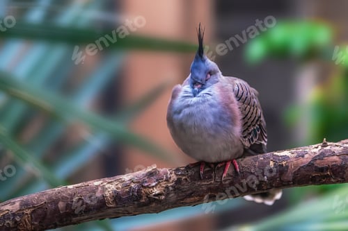 Preview: Crested pigeon sleeping (ocyphaps lophotes)