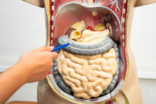 Preview: Student teenage learning anatomy biology with human body model in classroom at high school.