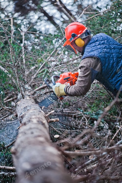 Preview: Professional Lumberjack Cutting a big Tree in the Forest