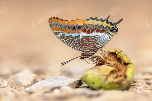 Preview: Pasha Beautiful butterfly