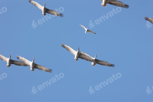 Preview: Flock of pelicans flying in the blue sky