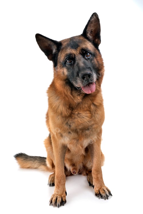 Preview: german shepherd in studio
