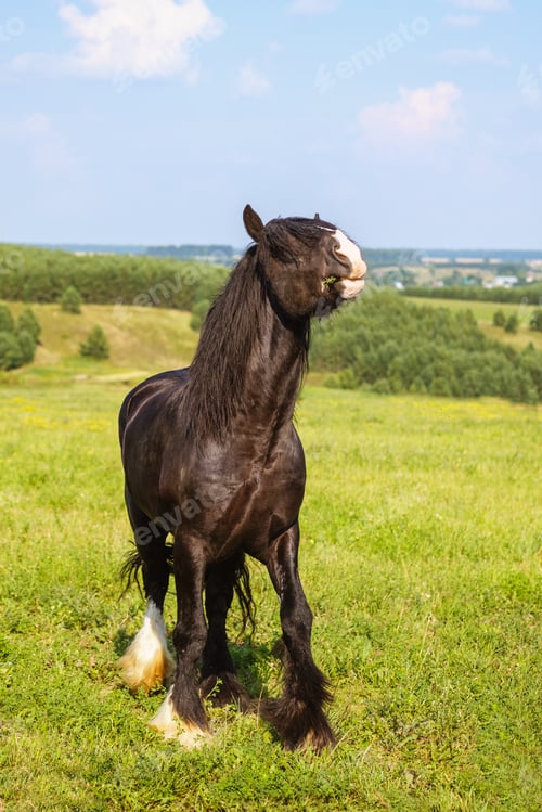 Preview: A red or brown horse with a long mane in the pasture at a horse farm