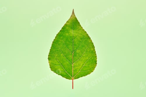 Preview: One green poplar tree leaf on light green background, detailed macro close up photo