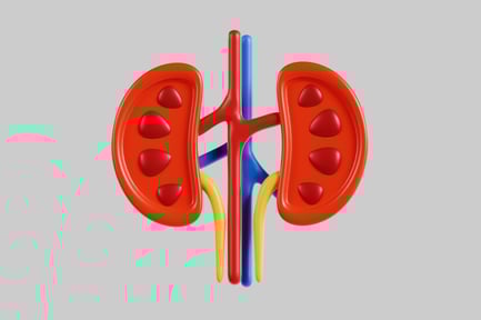Preview: Kidney anatomy science illustration