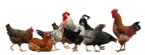 Preview: Beautiful chickens and roosters on white background