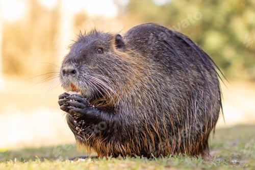 Preview: Nutria, Myocastor coypus or river rat the wild near the river