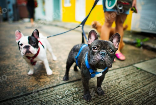 Preview: French Bulldog Take a Walk Lovely Pet Animal Concept