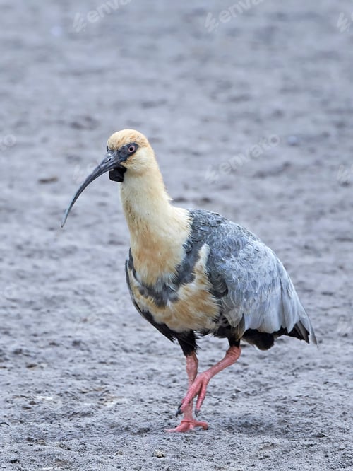 Preview: Black-faced ibis (Theristicus melanopis)