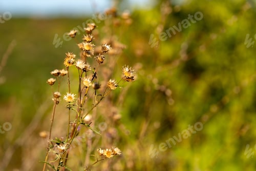 Preview: Wildflowers in a field with a blurred green background.