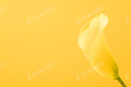 Preview: close-up view of beautiful romantic yellow calla lily flower isolated on yellow