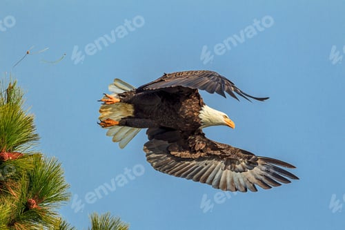 Bald Eagle Flying Through the Clear Blue Sky