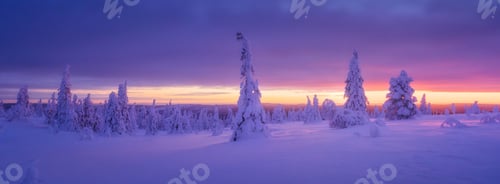 Preview: Lapland, Finland. Winter landscape during sunset. North. Trees covered with snow.