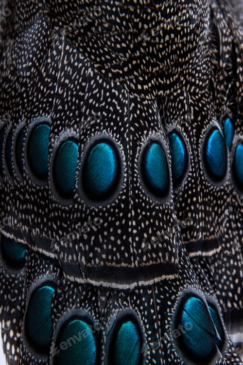 Preview: Close-up on Eyespots or ocellus on the Palawan peacock-pheasant feathers, Polyplectron napoleonis