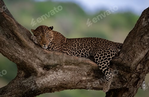 Preview: A Leopard in Africa
