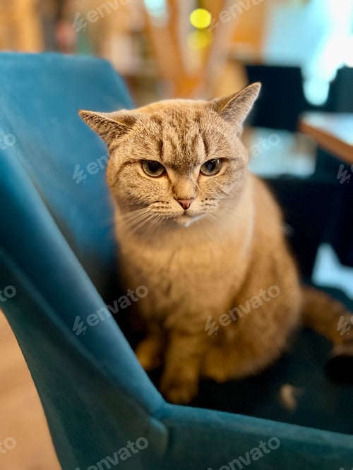 Preview: Domestic shorthaired British cat sitting on a chair in a cafe, looking at the camera