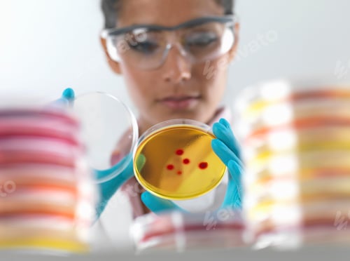 Preview: Female scientist examining cultures in petri dish in microbiology lab