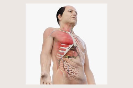 Preview: Detailed Elderly Male Anatomy System