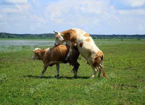 Preview: Cow and bull mating on green pasture