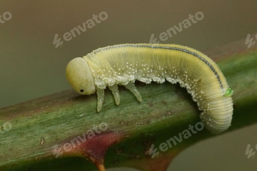 Preview: Closeup on a lightgreen Cimbicidae sawfly larvae caterpillar