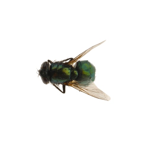 Preview: Common green bottle fly isolated on white, top view