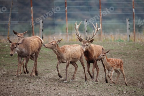 Preview: Red deers behind a fence