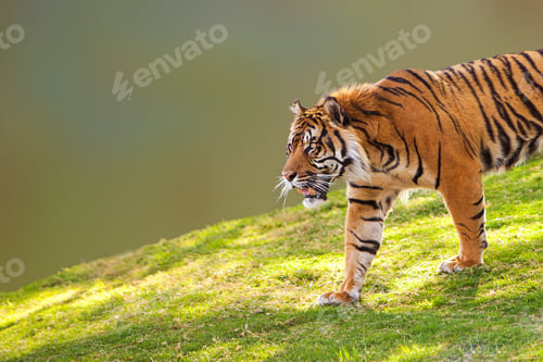Preview: Sumatran Tiger on Hill Closeup