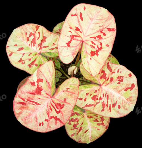 Preview: Beautiful colorful caladium on Black background isolate with clipping path. Queen