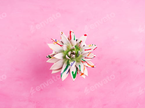 Preview: Painted succulent on pink textured background. Echeveria