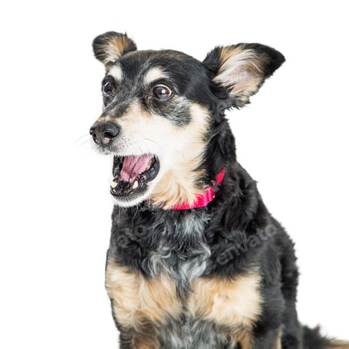 Preview: Funny Surprised Excited Dog