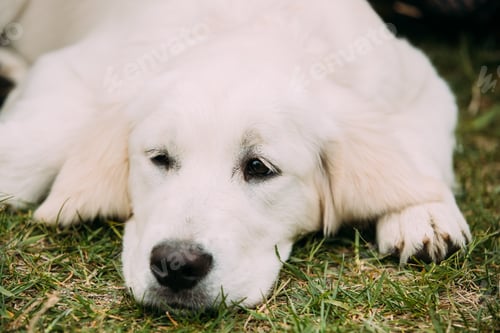 Preview: Close View Of Beautiful White Dog Labrador Puppy Whelp Lying In