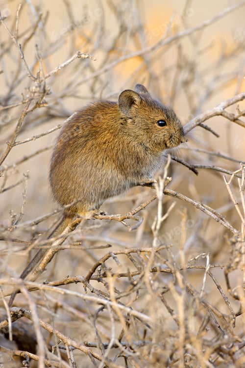 Preview: Karoo bush rat in natural habitat