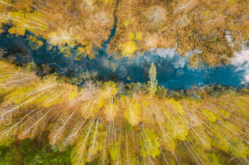Preview: Spring Season. Aerial View. Young Birches Grow Among Small Marsh Bog Swamp. Deciduous Trees With