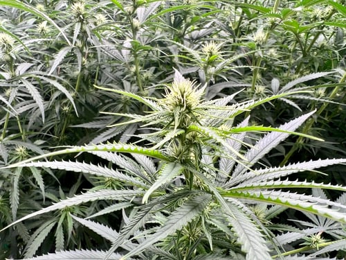 Preview: Closeup of a garden full of long green Marijuana cannabis plants