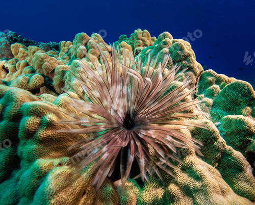 Preview: Colorful sea life underwater, shallow underwater seascape