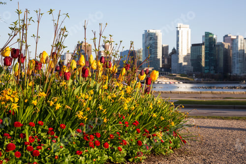 Preview: Blooming colorful flowers in Stanley Park
