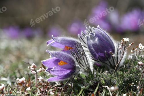 Preview: Closeup macro of purple hairy flowers in spring season