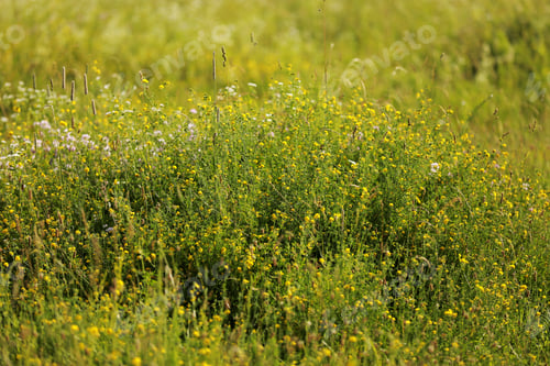Preview: On the endless green field grow fragrant yellow flowers.