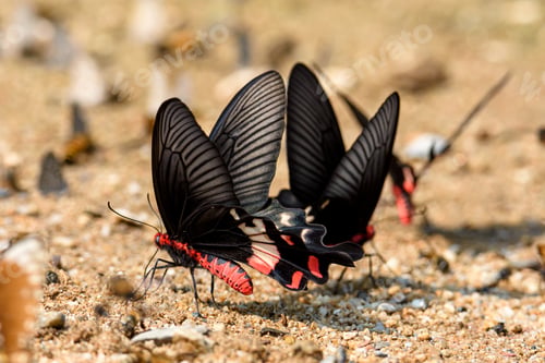 Preview: Beautiful the Adamson's Rose butterfly is sucking food from wet ground