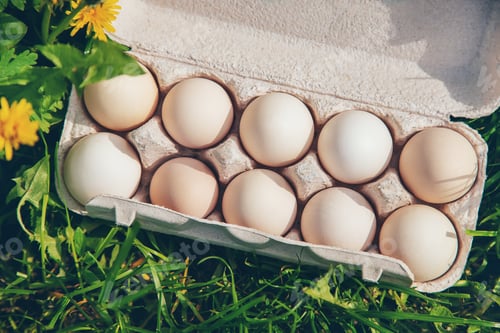 Fresh Farm Eggs in Carton on Grass
