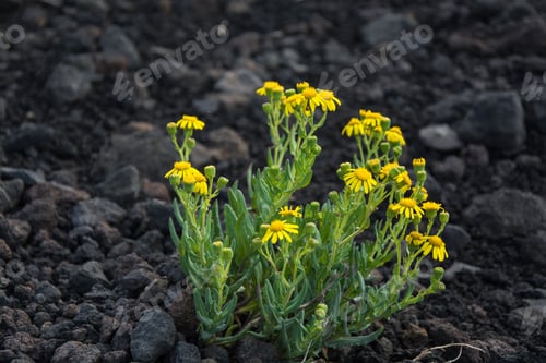 Preview: Yellow coast groundsel (Senecio pinnatifolius) flowers growing on the rocks