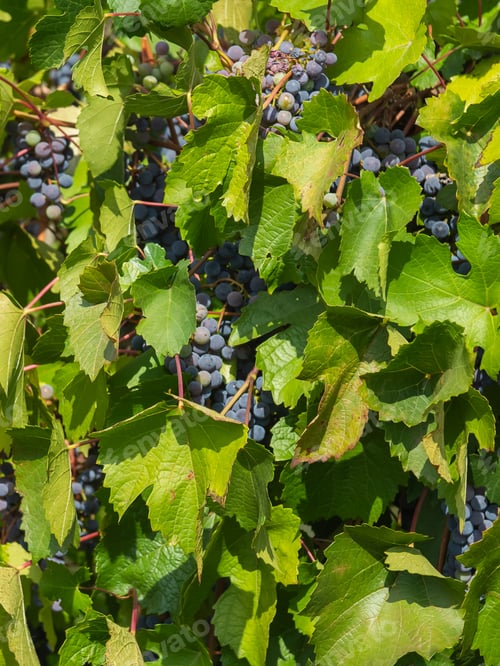 Preview: Bunches of ripe grapes before harvest - small grapes