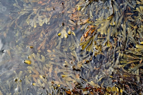 Preview: background seaweed