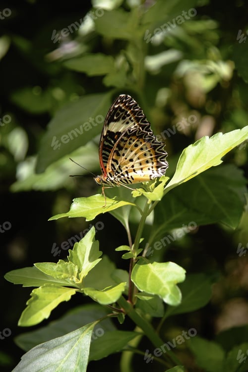Preview: Orange white black colorful butterfly resting on green leaves in the sun.