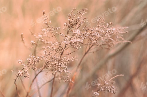Preview: abstract photography steppe in pink sunset or dawn