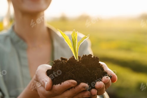 Preview: Young green plant in hands in background of agricultural field. Concept of Sustainability