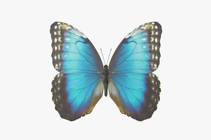 Preview: Iridescent Blue Morpho Butterfly