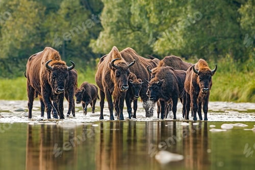 Preview: Herd of european bison, bison bonasus, crossing a river