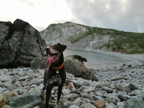Preview: a dog is standing in the gravel by the water's edge